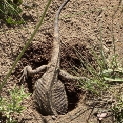 Pogona barbata (Eastern Bearded Dragon) at Deakin, ACT - 17 Nov 2022 by KL