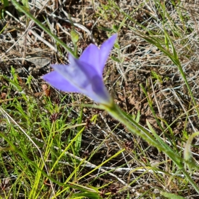 Wahlenbergia stricta subsp. stricta (Tall Bluebell) at Isaacs, ACT - 17 Nov 2022 by Mike