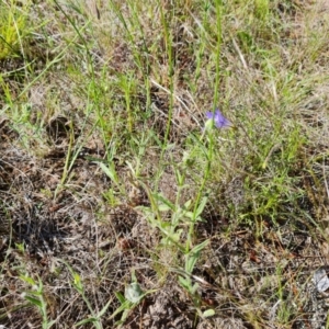 Wahlenbergia stricta subsp. stricta at Isaacs, ACT - 17 Nov 2022