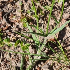 Wahlenbergia stricta subsp. stricta at Isaacs, ACT - 17 Nov 2022