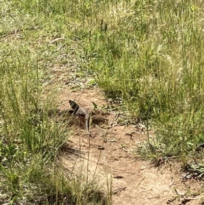 Pogona barbata (Eastern Bearded Dragon) at Hughes, ACT - 17 Nov 2022 by KL