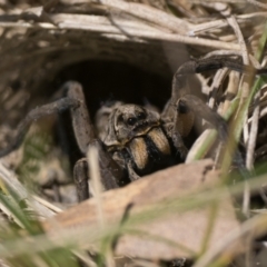 Lycosidae (family) (Unidentified wolf spider) at Booth, ACT - 17 Nov 2022 by patrickcox