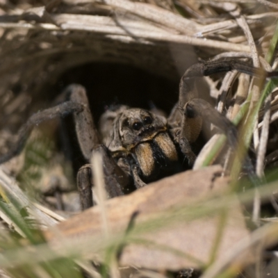 Lycosidae (family) (Unidentified wolf spider) at Booth, ACT - 17 Nov 2022 by patrickcox