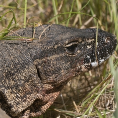 Varanus rosenbergi (Heath or Rosenberg's Monitor) at Booth, ACT - 16 Nov 2022 by patrickcox