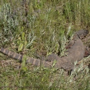 Varanus rosenbergi at Booth, ACT - suppressed