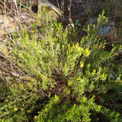 Hibbertia calycina (Lesser Guinea-flower) at Isaacs, ACT - 17 Nov 2022 by Mike