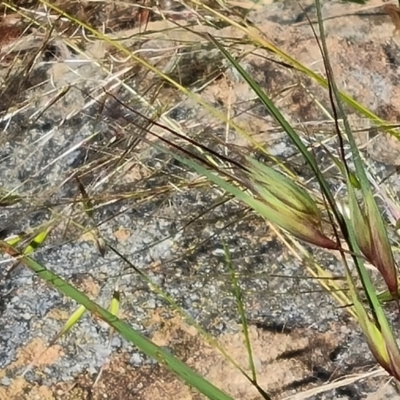 Themeda triandra (Kangaroo Grass) at Isaacs, ACT - 17 Nov 2022 by Mike