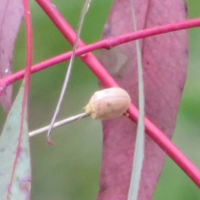 Paropsis atomaria (Eucalyptus leaf beetle) at Rendezvous Creek, ACT - 12 Nov 2022 by Christine