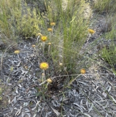 Coronidium oxylepis subsp. lanatum at Aranda, ACT - 17 Nov 2022