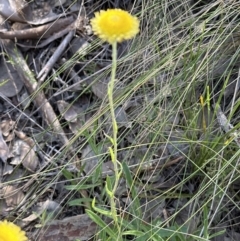 Coronidium scorpioides at Cook, ACT - 17 Nov 2022 05:00 PM