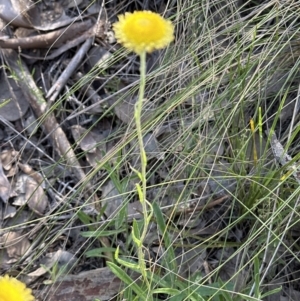 Coronidium scorpioides at Cook, ACT - 17 Nov 2022 05:00 PM