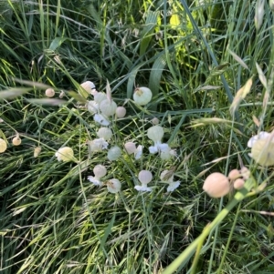 Silene vulgaris at Gordon, ACT - 17 Nov 2022