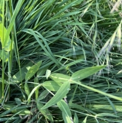 Silene vulgaris at Gordon, ACT - 17 Nov 2022