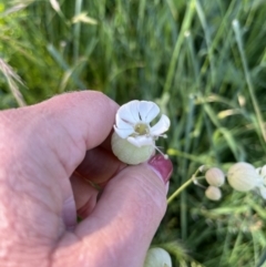 Silene vulgaris at Gordon, ACT - 17 Nov 2022