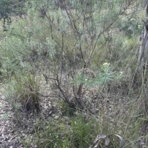 Cassinia longifolia at Cook, ACT - 17 Nov 2022