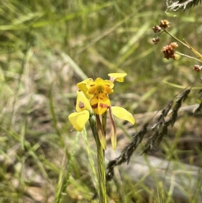 Diuris sulphurea (Tiger Orchid) at The Pinnacle - 17 Nov 2022 by Mlatimore