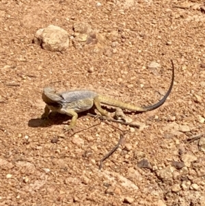 Pogona barbata at Campbell, ACT - 17 Nov 2022