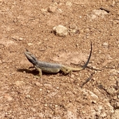 Pogona barbata at Campbell, ACT - 17 Nov 2022