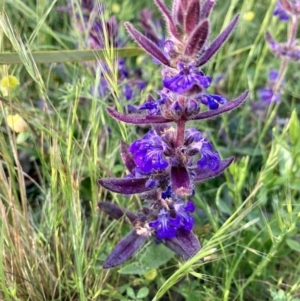 Ajuga australis at Ainslie, ACT - 14 Nov 2022