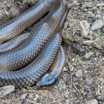 Parasuta dwyeri (Dwyer's Black-headed Snake) at Lake George, NSW - 17 Nov 2022 by MPennay