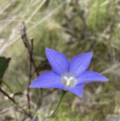 Wahlenbergia sp. (Bluebell) at Kambah, ACT - 17 Nov 2022 by CathyKatie