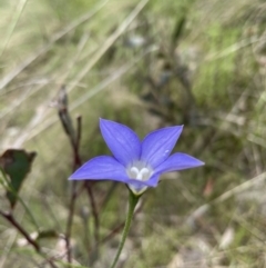 Wahlenbergia sp. at Kambah, ACT - 17 Nov 2022 02:02 PM