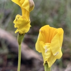 Goodenia pinnatifida (Scrambled Eggs) at Kowen, ACT - 15 Nov 2022 by Komidar