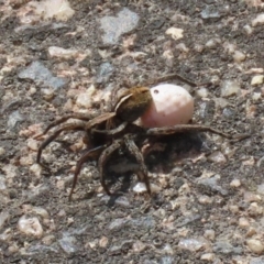 Artoria sp. (genus) (Unidentified Artoria wolf spider) at Fadden Hills Pond - 17 Nov 2022 by RodDeb