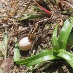 Artoria sp. (genus) at Fadden, ACT - 17 Nov 2022