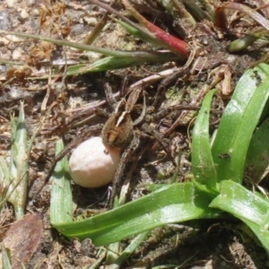 Artoria sp. (genus) at Fadden, ACT - 17 Nov 2022