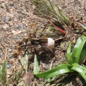 Artoria sp. (genus) at Fadden, ACT - 17 Nov 2022