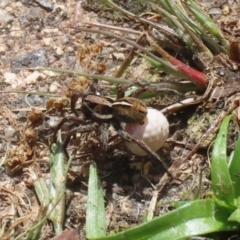 Artoria sp. (genus) at Fadden, ACT - 17 Nov 2022