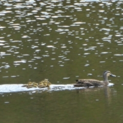 Anas superciliosa (Pacific Black Duck) at Yass River, NSW - 17 Nov 2022 by SenexRugosus