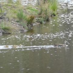 Anas superciliosa at Yass River, NSW - 17 Nov 2022