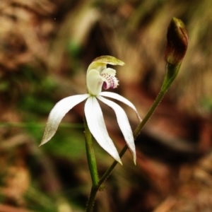 Caladenia moschata at Paddys River, ACT - suppressed