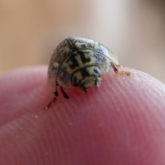 Paropsisterna decolorata at Yass River, NSW - 17 Nov 2022 02:39 PM