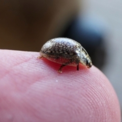 Paropsisterna decolorata at Yass River, NSW - 17 Nov 2022