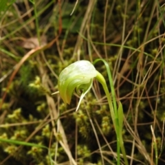 Pterostylis nutans at Paddys River, ACT - suppressed