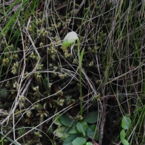 Pterostylis nutans at Paddys River, ACT - suppressed