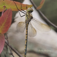 Hemicordulia tau (Tau Emerald) at Bungendore, NSW - 14 Nov 2022 by BarrieR