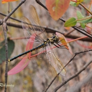 Hemicordulia tau at Bungendore, NSW - 15 Nov 2022