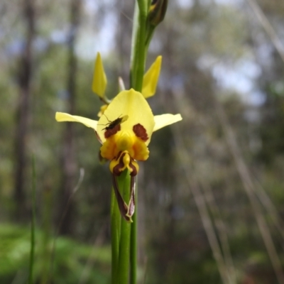 Diuris sulphurea (Tiger Orchid) at Paddys River, ACT - 17 Nov 2022 by JohnBundock