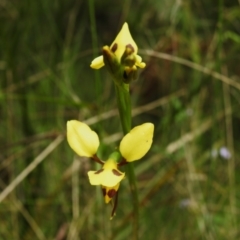 Diuris sulphurea at Paddys River, ACT - suppressed