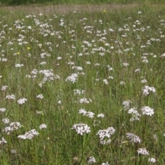 Burchardia umbellata (Milkmaids) at Hall, ACT - 12 Nov 2022 by pinnaCLE