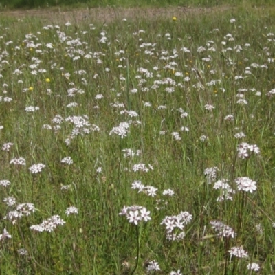 Burchardia umbellata (Milkmaids) at Hall, ACT - 12 Nov 2022 by pinnaCLE