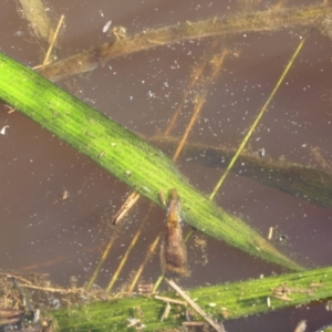 Vallisneria australis at Yass River, NSW - 17 Nov 2022 04:50 PM