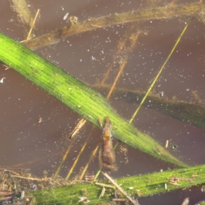 Vallisneria australis (Ribbonweed, Eelweed) at Yass River, NSW - 17 Nov 2022 by SenexRugosus