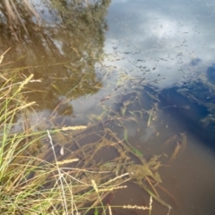 Vallisneria australis at Yass River, NSW - 17 Nov 2022 04:50 PM