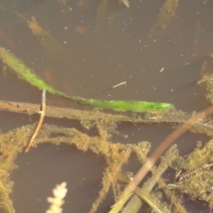 Vallisneria australis at Yass River, NSW - 17 Nov 2022 04:50 PM