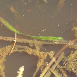 Vallisneria australis at Yass River, NSW - 17 Nov 2022 04:50 PM